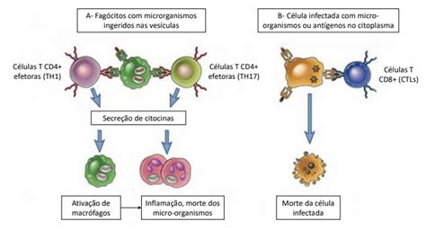 Linfócitos T Alfa Beta Gamma Delta: Guia Completo e Bônus Exclusivos